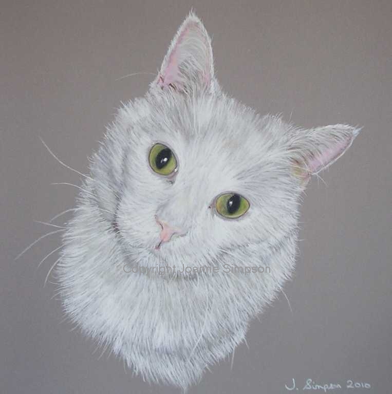 White cat pet portrait by Joanne Simpson